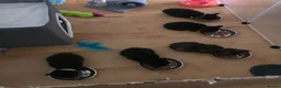 Domestic Shorthair cats for sale: ×2 Black (M) Kittens fully vax flead and dewormed - Advert 10