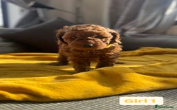 Miniature Poodle dogs for sale: Beautiful red miniature poodle KC Registered  - Image 10