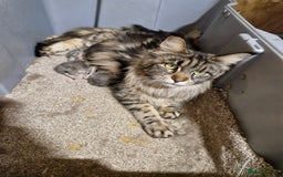 Maine Coon cats for sale: BEAUTIFUL FLUFFY BABIES  - Image 13