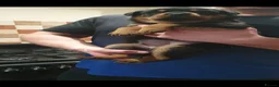 Rottweiler dogs for sale: Outstanding full German champion pedigree puppies  in Solihull - Advert 26