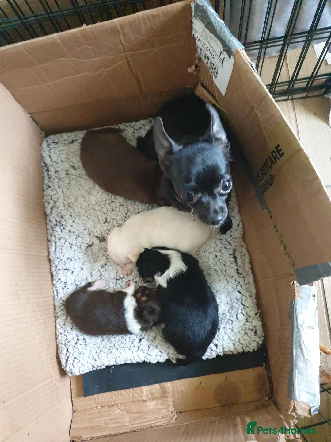 Chihuahua dogs for sale: Chihuahua puppies Lincolnshire  - Advert 2