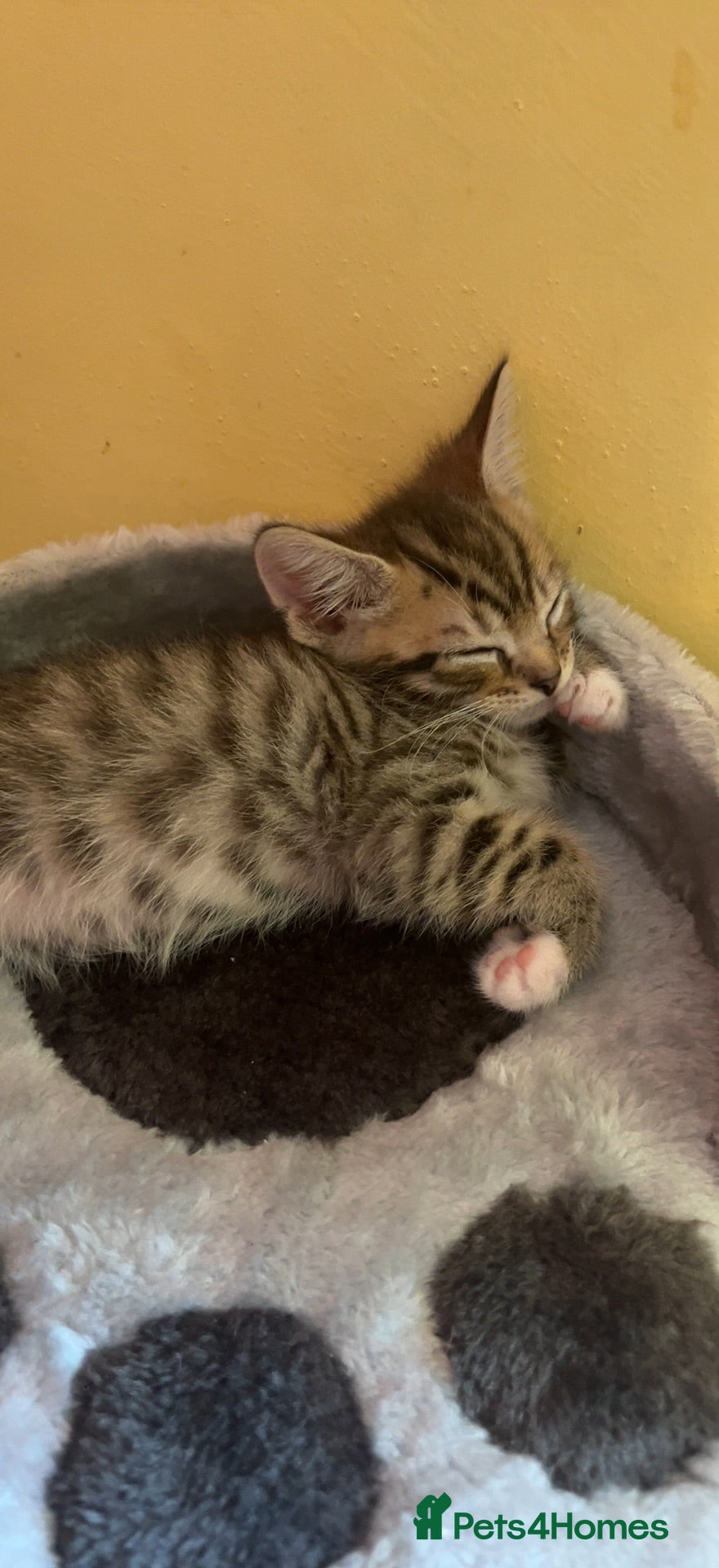 Domestic Shorthair cats 10 week old kitten - Advert 4