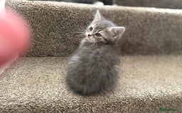 Persian cats for sale: Beautiful Half Persian kittens for sale.  - Image 2