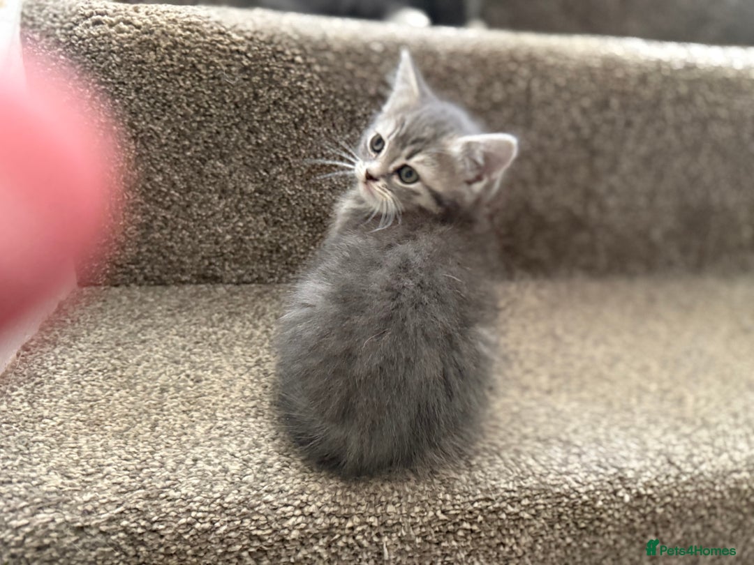 Persian cats for sale: Beautiful Half Persian kittens for sale.  - Image 2