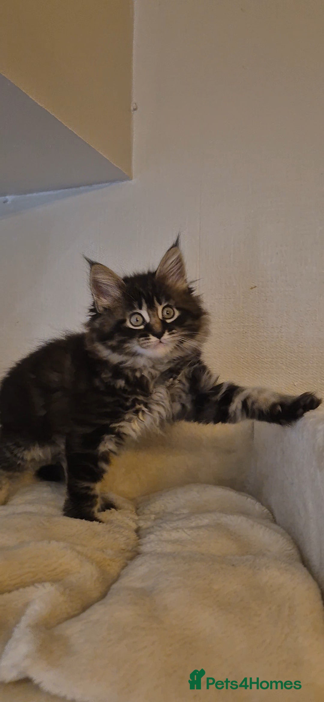 Maine Coon cats for sale: Friendly Maine coone mix baby's ready to go  - Advert 12