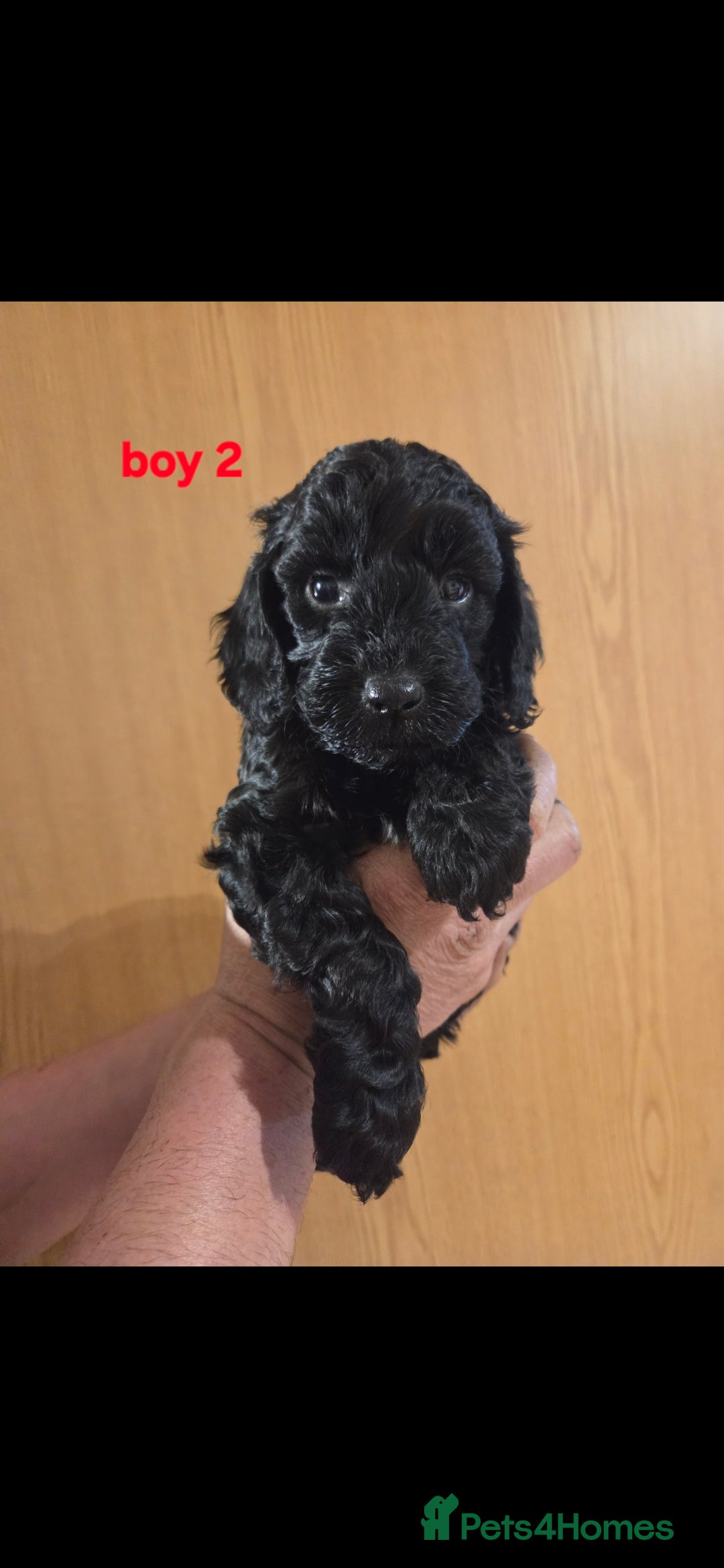 Cockapoo dogs for sale: F2 Cockapoo puppies  - Image 2