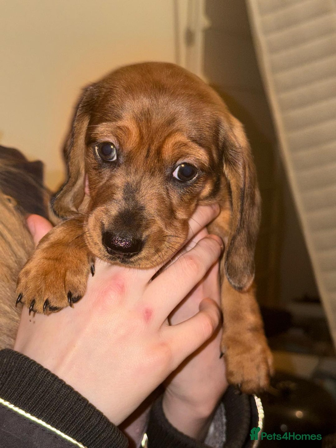 Dachshund dogs for sale: Adorable miniature dachshunds NOW BEEN REDUCED  - Advert 12