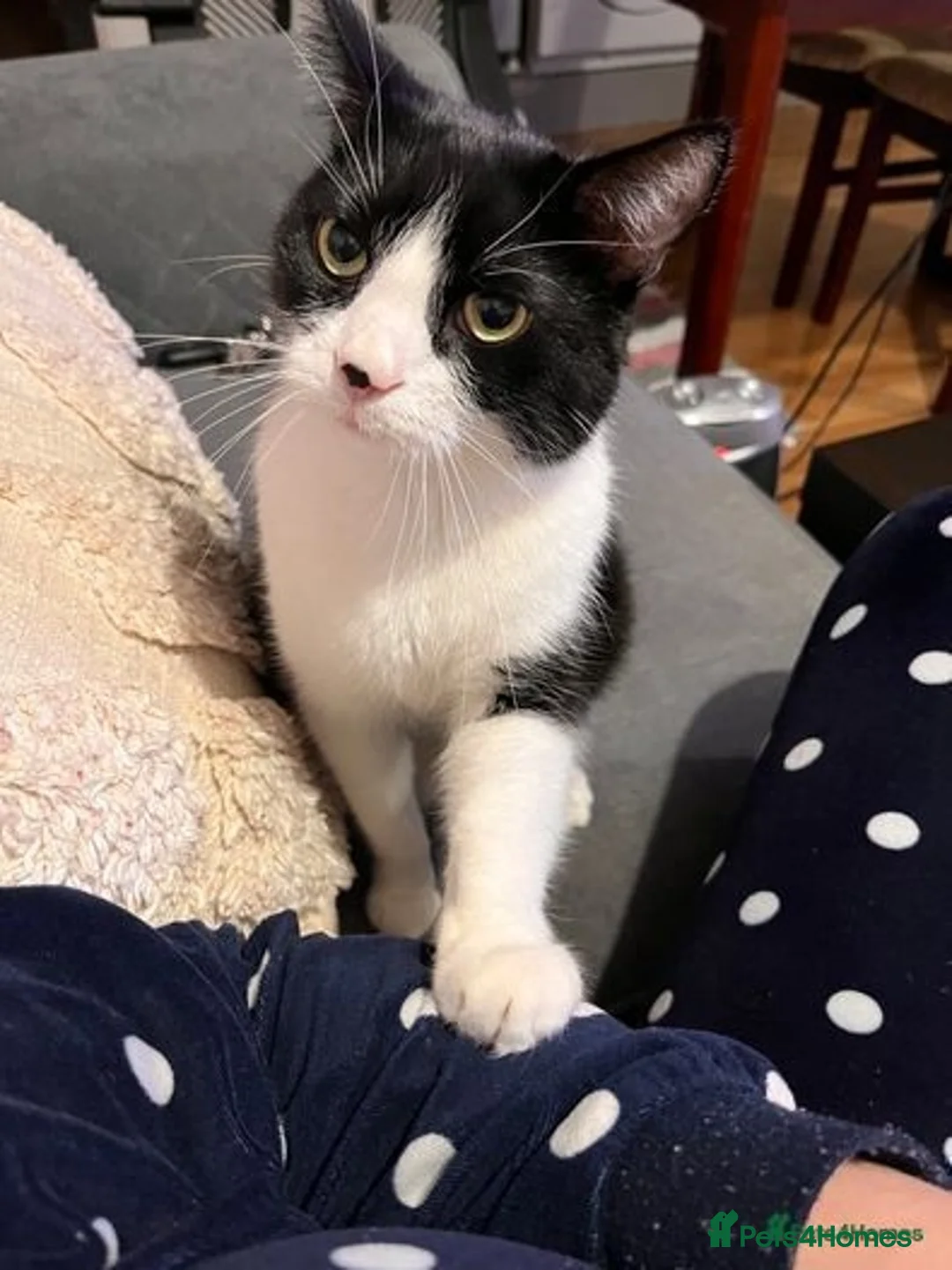 Mixed Breed cats for sale: Meet Tommy (Adoption) FREE - Image 2