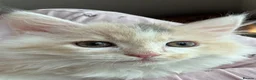 Munchkin cats for sale: Munchkin girls - Advert 4