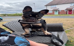 French Bulldog dogs for sale: 10 month old male Frenchbulldog  - Image 4