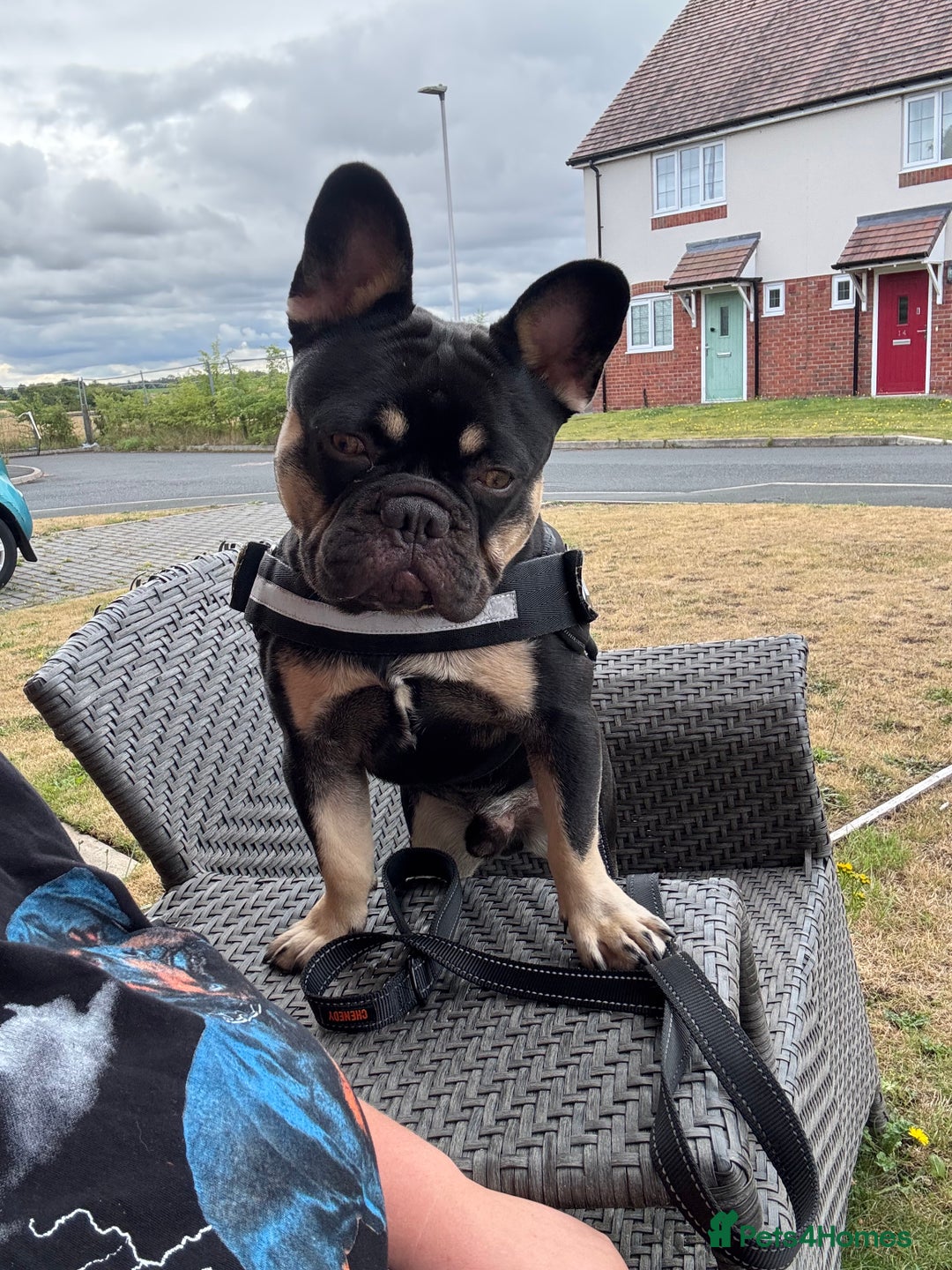 French Bulldog dogs for sale: 10 month old male Frenchbulldog  - Image 4