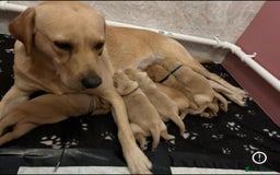 Labrador Retriever dogs for sale: Reservations open for a exceptional litter.  - Image 5