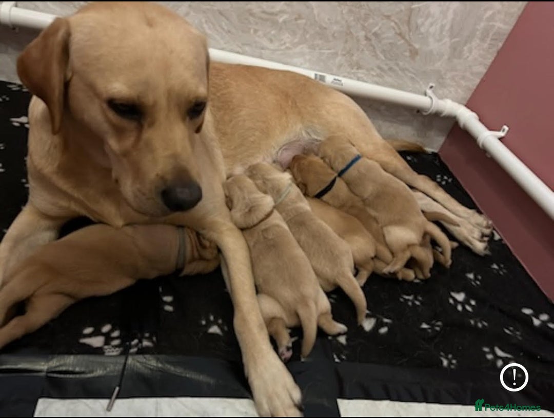 Labrador Retriever dogs for sale: Reservations open for a exceptional litter.  - Image 5