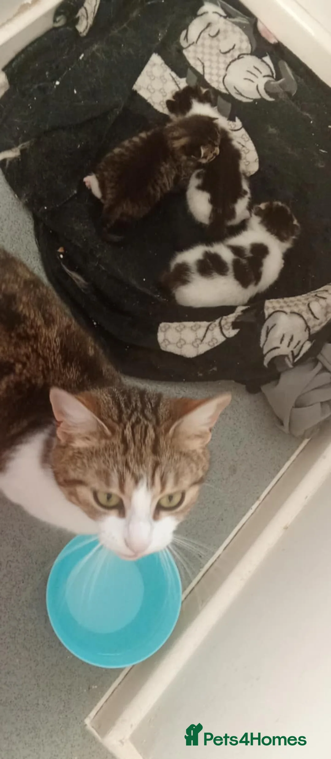 Mixed Breed cats for sale: Kittens for sale  - Advert 14