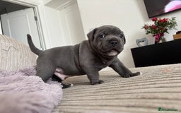 Staffordshire Bull Terrier dogs for sale: Blue boy staffy baby - Image 3
