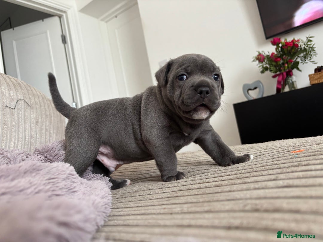 Staffordshire Bull Terrier dogs for sale: Blue boy staffy baby - Image 3