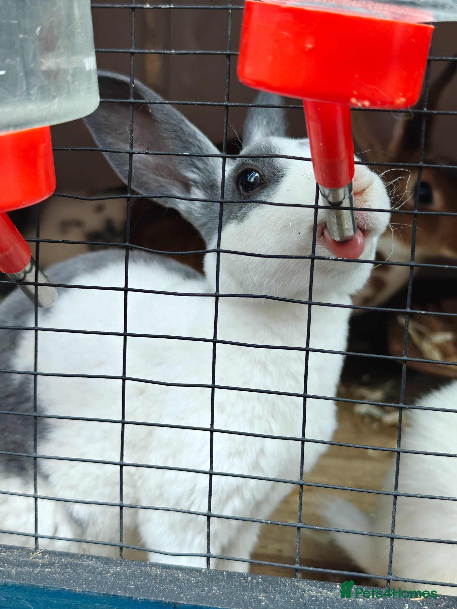Rex rabbits Mini Rex & English Spot x Rabbits  - Advert 14