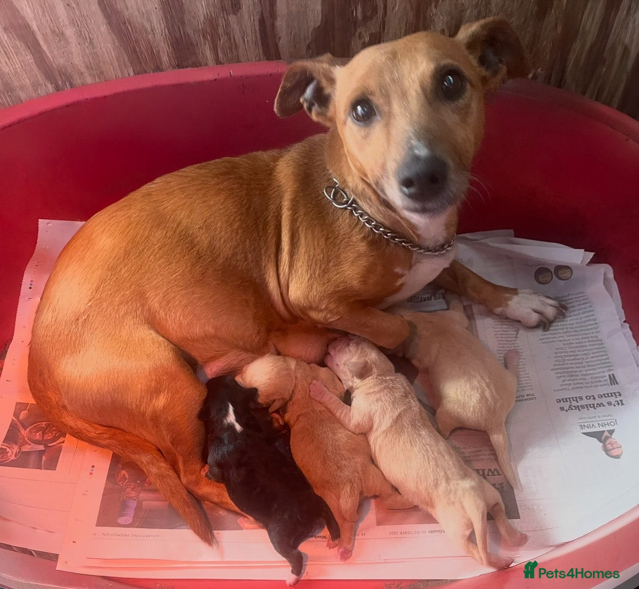 Jack Russell dogs 4 gorgeous girl ready now the perfect cams present - Advert 2