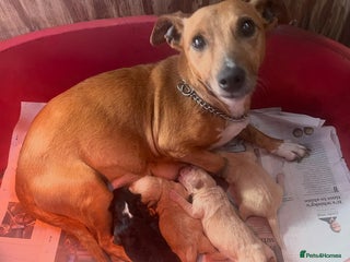 Jack Russell dogs 4 gorgeous girl ready now the perfect cams present - Advert 1