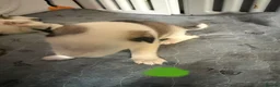 Siberian Husky dogs for sale: Siberian husky  in Corby - Advert 17
