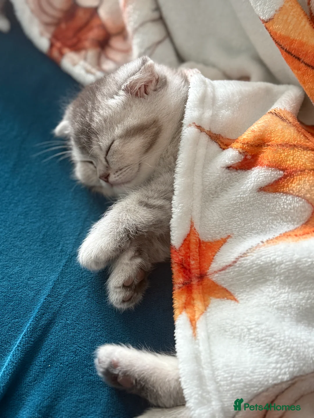 Scottish Fold cats for sale: Adorable Scottish Fold Kittens  🐾 - Advert 8