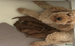 Toy Poodle dogs for sale: Stunning Fox Red Toy Poodles - Image 2