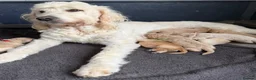 Goldendoodle dogs for sale: Beautiful Goldendoodle Puppies ready next week - Advert 13