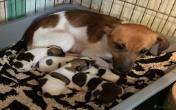 Jack Russell dogs for sale: Tiny Jack Russell’s - Image 9
