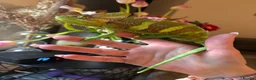 Chameleon reptiles for sale: Male Yemen Chameleon  in Manchester - Advert 4