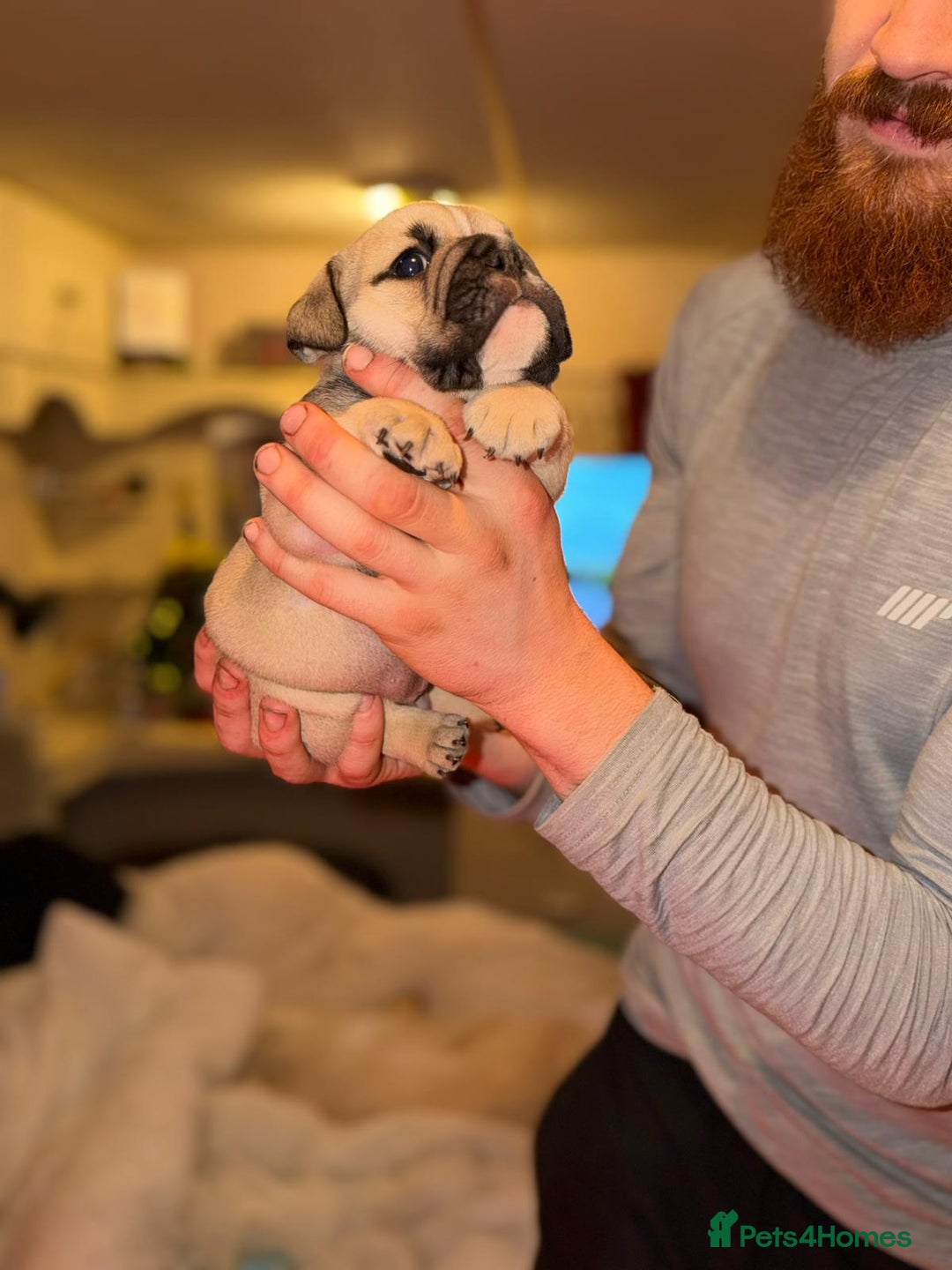 English Bulldog dogs for sale: English Bulldog Puppies Coloured  - Advert 36