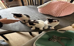 Mixed Breed cats for sale: Kittens - Image 3