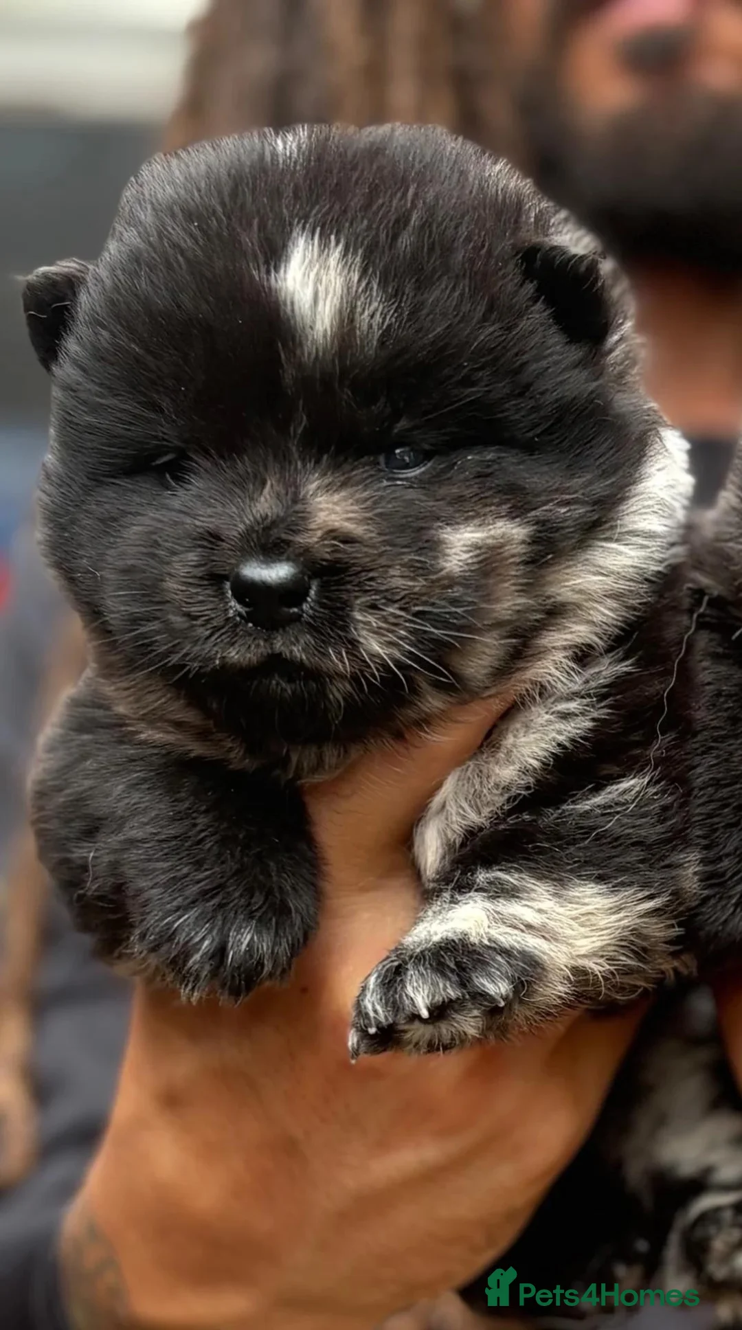 Chow Chow dogs for sale: Rare Little Sweethearts  in London - Advert 2