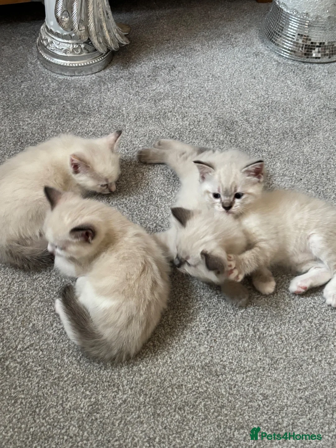 Ragdoll cats for sale: Rag doll cross kittens  - Advert 1