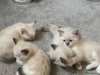 Ragdoll cats Rag doll kittens - Advert 4