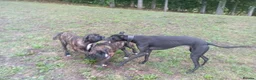 Mixed Breed dogs for sale: Saint Bernard Neapolitan x Boerboel Neapolitanbull - Advert 8