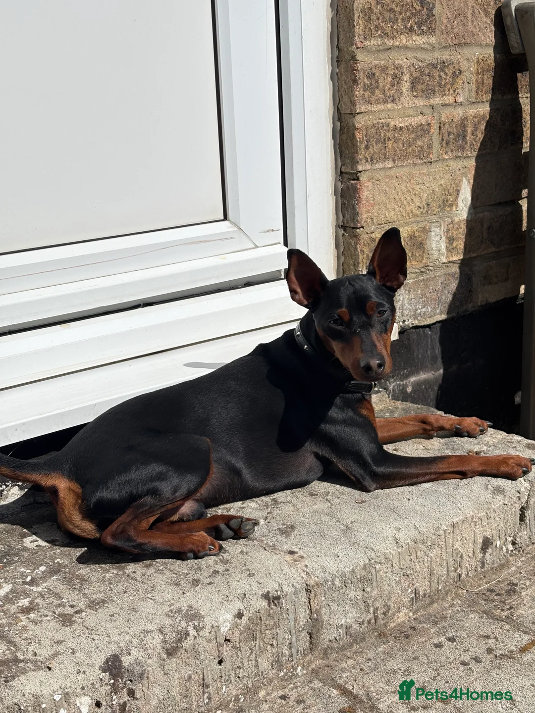 Miniature Pinscher dogs for stud: Miniature Pinscher Male Available for Stud in Enfield - Advert 3