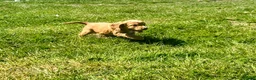 Cocker Spaniel dogs for sale: Terrific Cocker spaniels  - Advert 20
