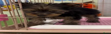 Yorkshire Terrier 4