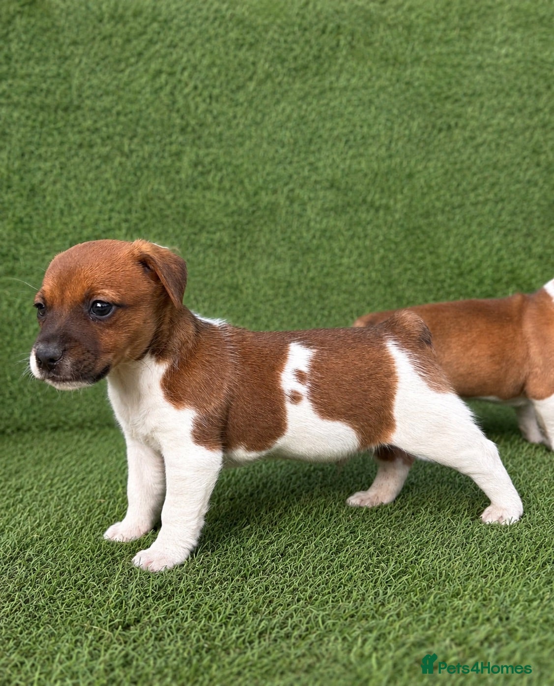 Jack Russell dogs Only 2 still available! Pure breed short tail   - Advert 1