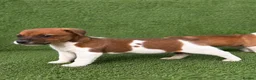 Jack Russell dogs for sale: Pure breed short tail Jackrussell pups  - Advert 6