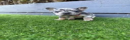 French Bulldog dogs for sale: Five unique fluffy carrier puppies ✔️ 🏠 🧬  - Advert 11