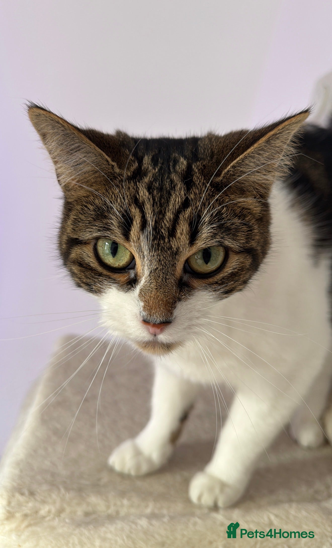 Mixed Breed cats 1 year old girl for sale - Advert 1