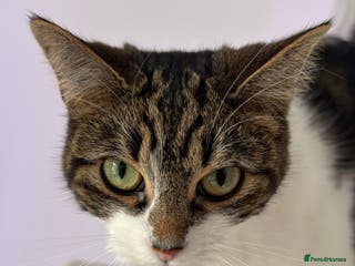 Mixed Breed cats 1 year old girl for sale - Advert 3