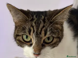 Mixed Breed cats 1 year old girl for sale - Advert 16