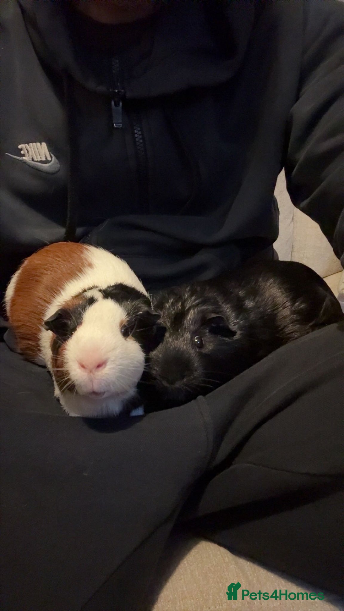 Guinea Pig rodents Two brother guinea pigs  - Advert 13