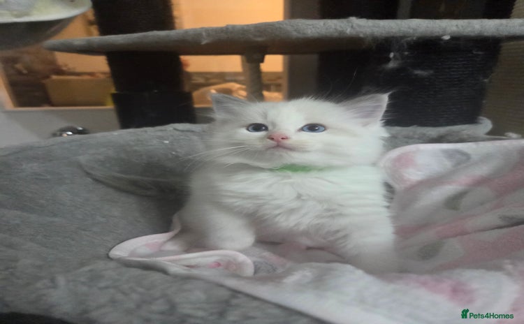 Ragdoll cats - Advert 3