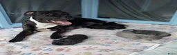Staffordshire Bull Terrier dogs for sale: King Fury Puppies  in Liverpool - Advert 3