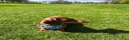 Dachshund dogs for sale: Alma 2 Year Old Spayed Female - Advert 7