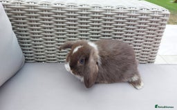 Mini Lop rabbits for sale: 💕Gorgeous purebred mini lops 💕 - Image 15