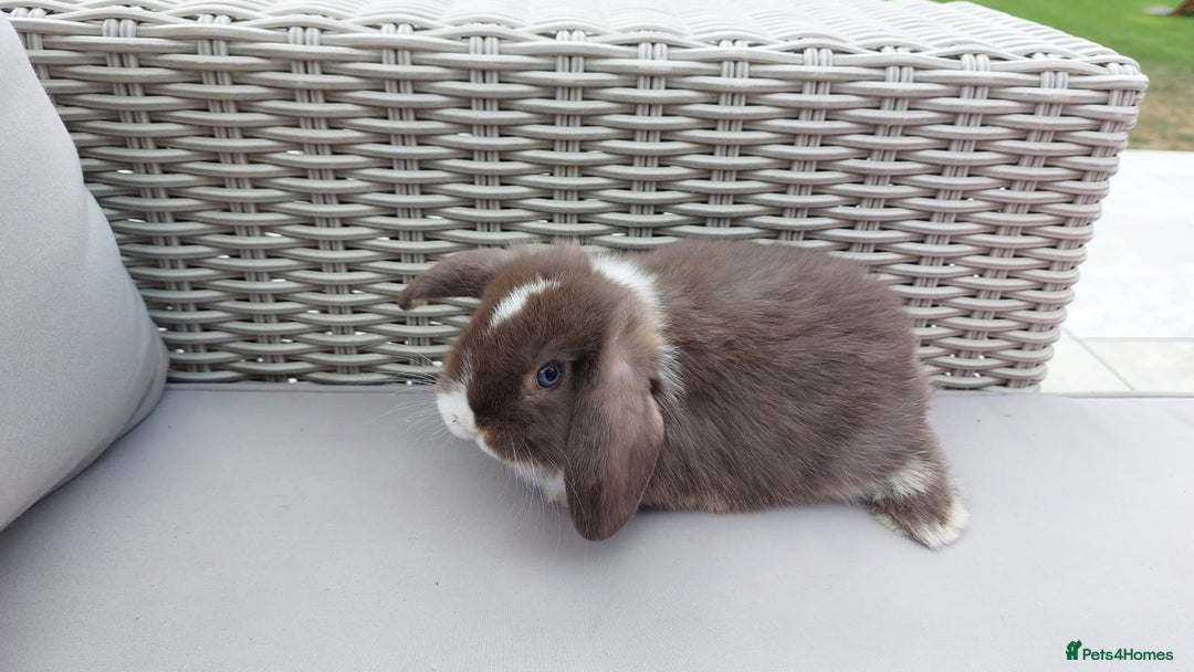 Mini Lop rabbits for sale: 💕Gorgeous purebred mini lops 💕 - Image 15